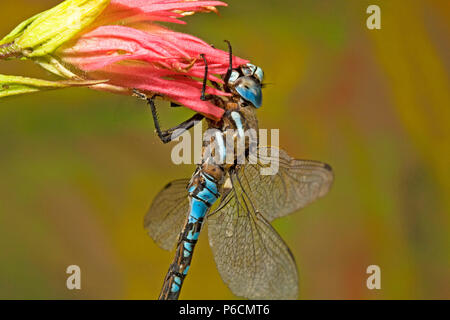 Vue de côté détail d'un Blue-Eyed Darner (Rhionaeschna multicolor) sur le bourgeon d'une fleur sauvage indian paintbrush, centre de l'Oregon. Banque D'Images
