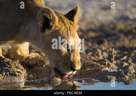 Lion de boire d'un étang Banque D'Images