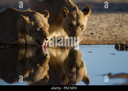 Lion de boire d'un étang dans le parc d'Etosha Banque D'Images