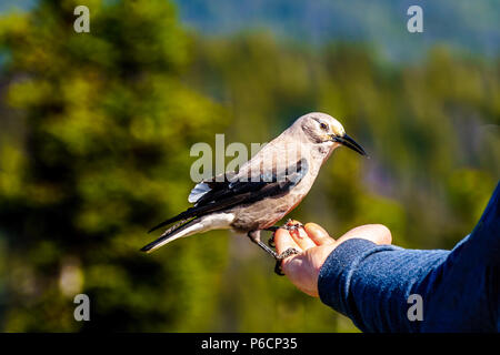 Un casse-noix d'alimentation des oiseaux d'une main à la Cascade Lookout à Manning Park dans la belle province de la Colombie-Britannique, Canada Banque D'Images