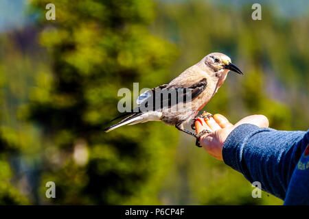 Un casse-noix d'alimentation des oiseaux d'une main à la Cascade Lookout à Manning Park dans la belle province de la Colombie-Britannique, Canada Banque D'Images