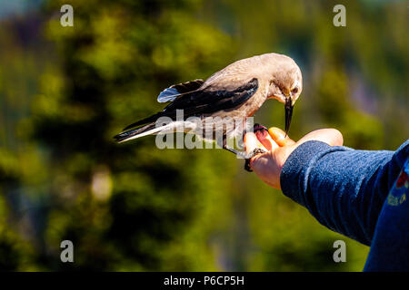 Un casse-noix d'alimentation des oiseaux d'une main à la Cascade Lookout à Manning Park dans la belle province de la Colombie-Britannique, Canada Banque D'Images