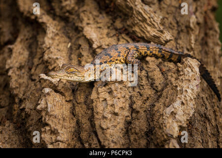 Les jeunes Crocodile, Crocodylus acutus, sur un journal au bord de lac du lac Gatun, République du Panama. Banque D'Images