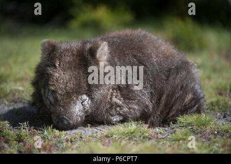 Wombat commun avec mange allongé sur la masse dans le parc national narawntapu Tasmanie Australie Banque D'Images