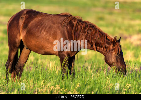 Wild horse broute dans la prairie ensoleillée Banque D'Images