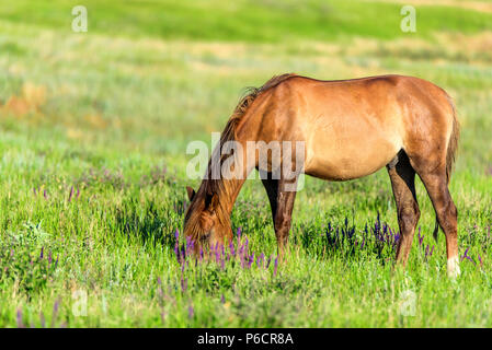Wild horse broute dans la prairie ensoleillée Banque D'Images