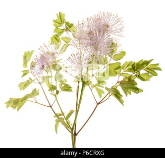 Columbine meadow-rue (Thalictrum aquilegifolium) isolated on white Banque D'Images