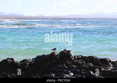 Tournepierre à collier (Arenaria interpres) Fuerteventura, Îles Canaries. Banque D'Images