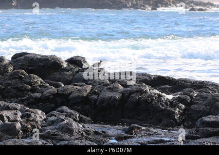 Courlis corlieu (Numenius phaeopus), Fuerteventura Banque D'Images