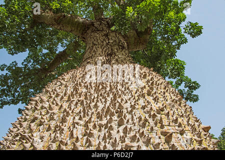 Libre de grand trunk sur de soie arbre ceiba speciosa avec épines piquantes et les canopy Banque D'Images