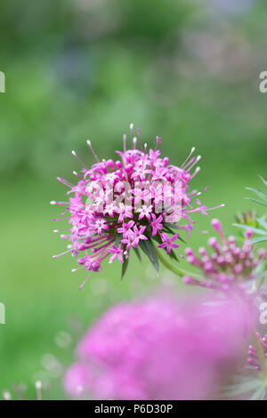 Phuopsis stylosa. Fleurs crosswort caucasienne Banque D'Images