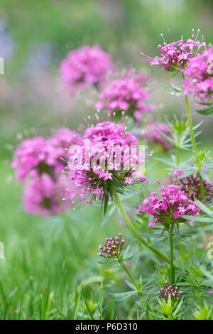 Phuopsis stylosa. Fleurs crosswort caucasienne Banque D'Images