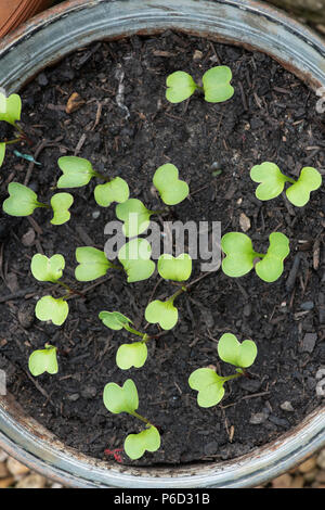 Raphanus sativus. Bluemoon radis et renter les plantules hybrides F1 Mix dans un bain d'en haut. UK Banque D'Images