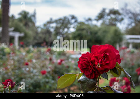 Rose rouge à El Rosedal Rose Park à Bosques de Palermo (Palermo Woods) - Buenos Aires, Argentine Banque D'Images