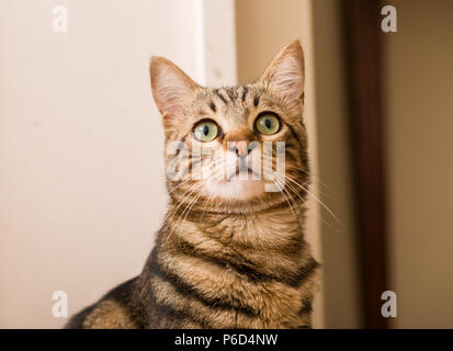 Chat domestique à la maison Banque D'Images