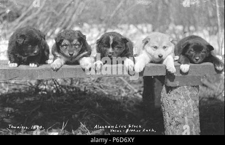 . Anglais : les chiots dans une rangée sur un banc en bois, ca. 1912 . Anglais : Légende sur l'image : Alaskan Live Stock, valeur $100.00 chaque PH Coll 247,345 avant la formation de course de chiens de traîneau comme un sport officiel, chiens de traîneau ont été produites et utilisées par les peuples autochtones des régions polaires du monde dans leur vie de tous les jours pour la survie dans des climats rigoureux. Deux chiens de traîneau sont employées couramment dans les Malamutes et les Huskies de Sibérie. Ces deux races avaient tout à fait les différentes origines et usages. Les malamutes provient d'un groupe d'Esquimaux, connu sous le nom de Mahlemiut. Les chiens de l'époque étaient très grandes fre Banque D'Images