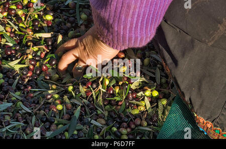 La Grèce, Îles de la mer Égée, l'île de Karpathos, à Olympos les femmes passent leurs journées à la récolte des olives et les trier Banque D'Images