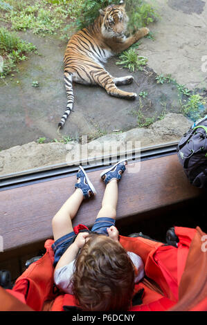 Regarder un bébé tigre par la fenêtre en verre au zoo de Ueno, Tokyo, Japon Banque D'Images