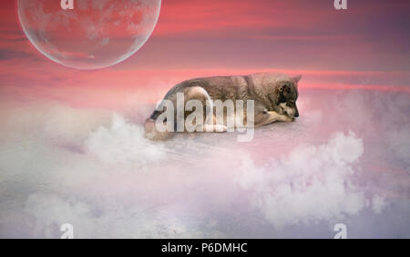 Portrait de loup sur fond de ciel rouge. Retouche Numérique. Banque D'Images