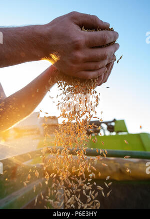 Wriedel, Allemagne. 29 Juin, 2018. Un agriculteur vérifie l'orge d'hiver après la récolte. Credit : Philipp Schulze/dpa/Alamy Live News Banque D'Images