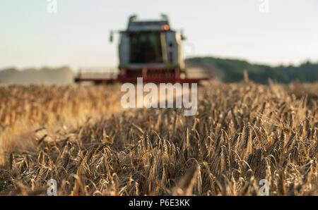 Wriedel, Allemagne. 29 Juin, 2018. L'orge d'hiver est récolté avec une moissonneuse-batteuse dans la soirée. Credit : Philipp Schulze/dpa/Alamy Live News Banque D'Images