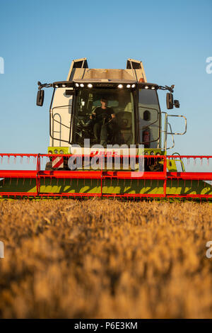 Wriedel, Allemagne. 29 Juin, 2018. L'orge d'hiver est récolté avec une moissonneuse-batteuse dans la soirée. Credit : Philipp Schulze/dpa/Alamy Live News Banque D'Images