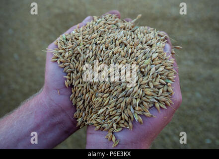 Wriedel, Allemagne. 29 Juin, 2018. Un agriculteur détient l'orge d'hiver dans ses mains. Credit : Philipp Schulze/dpa/Alamy Live News Banque D'Images
