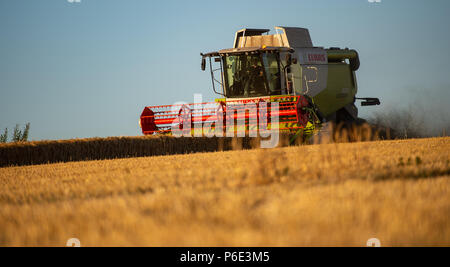 Wriedel, Allemagne. 29 Juin, 2018. L'orge d'hiver est récolté avec une moissonneuse-batteuse dans la soirée. Credit : Philipp Schulze/dpa/Alamy Live News Banque D'Images