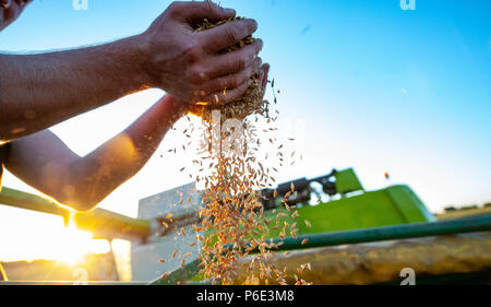 Wriedel, Allemagne. 29 Juin, 2018. Un agriculteur vérifie l'orge d'hiver après la récolte. Credit : Philipp Schulze/dpa/Alamy Live News Banque D'Images