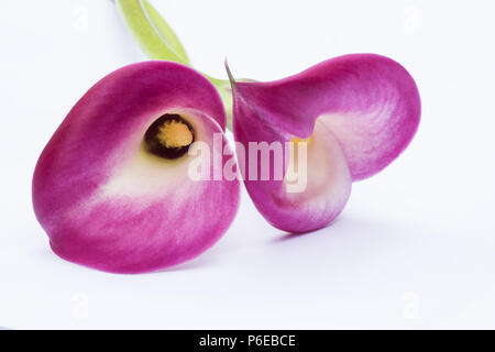 D'Arum rouge (Zantedeschia aethiopica) fleur sur fond blanc Banque D'Images