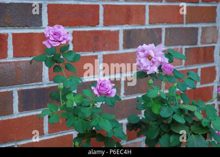 Roses rose en lumière tamisée, contre un mur de briques, Chester, Virginia USA. Banque D'Images