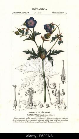 Géranium sanguin Geranium pratense, Meadow, originaire d'Europe et d'Asie. Gravure sur cuivre coloriée à crépi de Jussieu's 'Dictionary of Natural Science", Florence, Italie, 1837. Gravée par Corsi, dessiné par Pierre Jean François Turpin, et publié par Batelli e Figli. Turpin (1775-1840) est considéré comme l'un des plus grands illustrateurs botaniques français du 19e siècle. Banque D'Images