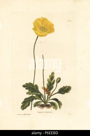 Coquelicot, Papaver alpinum alpin. La gravure sur cuivre coloriée par George Cooke après une illustration par Mlle Rebello de Conrad Loddiges' Botanical Cabinet, Londres, 1810. Banque D'Images