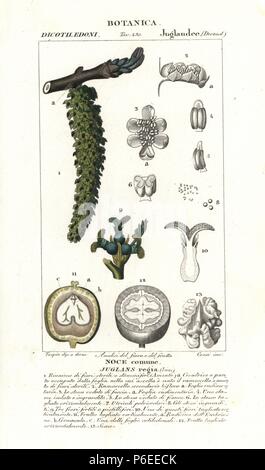 Le noyer, l'écrou dans la section, Juglans regia, originaire d'Asie. Gravure sur cuivre coloriée à crépi de Jussieu's 'Dictionary of Natural Science", Florence, Italie, 1837. Gravée par Corsi, dessiné par Pierre Jean François Turpin, et publié par Batelli e Figli. Turpin (1775-1840) est considéré comme l'un des plus grands illustrateurs botaniques français du 19e siècle. Banque D'Images