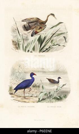 Eurypyga helias, Sunbittern, talève sultane, Porphyrio porphyrio, et la Gallinule poule-d'eau Gallinula chloropus,. Gravure coloriée sur acier par Fournier d'après un dessin de Edouard Travies de Richard's 'Nouvelle édition des oeuvres complètes de Buffon,' Pourrat Frères, Paris, 1837. Banque D'Images