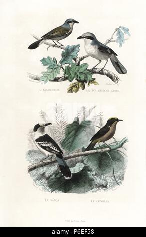 Pie-grièche écorcheur Lanius collurio, pie-grièche, grand, Lanius excubitor, hook-billed vanga, Vanga curvirostris et jaune verdâtre, gonolek Laniarius barbarus. Gravure coloriée sur acier par Pardinel D'après un dessin de Edouard Travies de Richard's 'Nouvelle édition des oeuvres complètes de Buffon,' Pourrat Frères, Paris, 1837. Banque D'Images