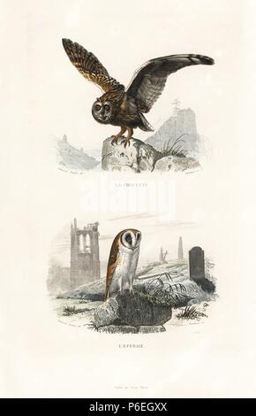 Hibou moyen-duc, Strix otus, et l'effraie des clochers, Tyto alba, en face d'une église en ruine. Gravure coloriée sur acier par Pardinel D'après un dessin de Edouard Travies de Richard's 'Nouvelle édition des oeuvres complètes de Buffon,' Pourrat Frères, Paris, 1837. Banque D'Images