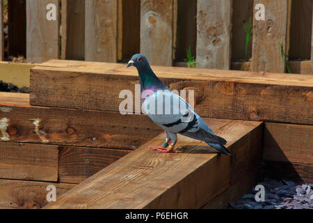 Un oiseau apprivoisé pour quelques jours de repos qui aimait les droits de l'entreprise, nous avons passé trois jours et s'est épuisé à l'arrivée et rafraîchie au départ. Banque D'Images