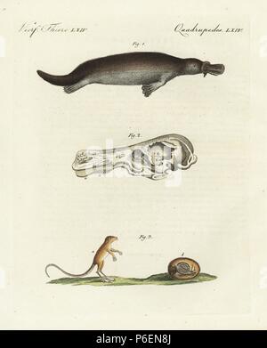 Ornithorynque, Ornithorhynchus anatinus 1, du crâne, et 2 souris sauteuse, Zapus hudonius, éveillé 1 et 2 en hibernation. Coloriée à la gravure sur cuivre de Bertuch's 'Bilderbuch fur Kinder" (Livre d'images pour les enfants), Weimar, 1798. Johann Friedrich Bertuch (1747-1822) était un éditeur allemand et l'homme des arts le plus célèbre pour son encyclopédie 12 volumes pour les enfants illustrés de 1 200 plaques gravées sur l'histoire naturelle, de la science, le costume, la mythologie, etc., publiés à partir de 1790-1830. Banque D'Images