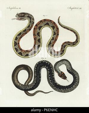 Bitis nasicornis, vipère rhinocéros 1, et de tapis, Morelia spilota python 2. Coloriée à la gravure sur cuivre de Bertuch's 'Bilderbuch fur Kinder" (Livre d'images pour les enfants), Weimar, 1798. Johann Friedrich Bertuch (1747-1822) était un éditeur allemand et l'homme des arts le plus célèbre pour son encyclopédie 12 volumes pour les enfants illustrés de 1 200 plaques gravées sur l'histoire naturelle, de la science, le costume, la mythologie, etc., publiés à partir de 1790-1830. Banque D'Images