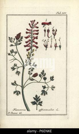 Fumeterre, Fumaria officinalis. Coloriée à la gravure sur cuivre d'après un dessin de B. Thanner de Johannes Zorn's 'icones plantarum medicinalium', Allemagne, 1796. Zorn (1739-99) était un pharmacien et botaniste allemand qui a voyagé dans toute l'Europe à la recherche de plantes médicinales. Banque D'Images