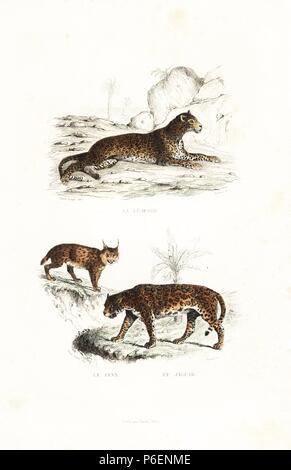 Léopard, Panthera pardus, eurasien, Lynx lynx et jaguar, Panthera onca. Gravure coloriée sur acier par Giroux d'après un dessin de Edouard Travies de Richard's 'Nouvelle édition des oeuvres complètes de Buffon,' Pourrat Frères, Paris, 1837. Banque D'Images