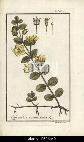 , Lysimaque nummulaire Lysimachia nummularia. Coloriée à la gravure sur cuivre d'après un dessin de B. Thanner de Johannes Zorn's 'icones plantarum medicinalium', Allemagne, 1796. Zorn (1739-99) était un pharmacien et botaniste allemand qui a voyagé dans toute l'Europe à la recherche de plantes médicinales. Banque D'Images