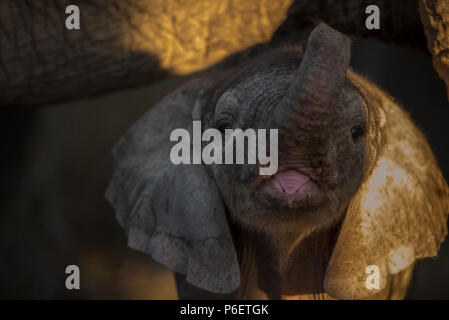 Elephant calf close up portrait Banque D'Images