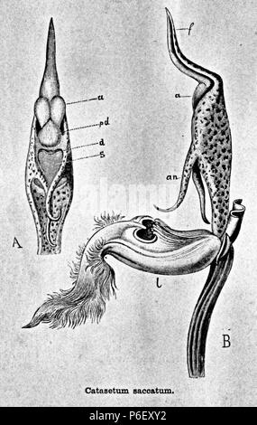 . Die Gartenlaube. Bild aus Seite 174 dans die Gartenlaube'. Libre à partir de la page 174 de la revue Die Gartenlaube, 1891. Deutsch : keine Bildunterschrift : Anglais pas de légende . N/A 18 Die Gartenlaube (1891) b 174 Banque D'Images