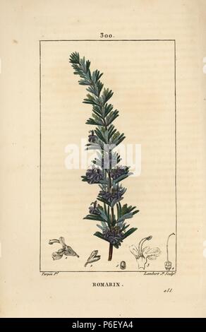 Le romarin, Rosmarinus officinalis, avec des fleurs, feuilles et tiges. Crépi coloriée à la gravure sur cuivre par Junior Lambert d'après un dessin de Pierre Jean François Turpin de Chaumeton, Poiret et Chamberet's 'La Flore medicale,' Paris, Panckoucke, 1830. Turpin (17751840) a été l'un des trois géants de l'art botanique français de l'époque aux côtés de Pierre Joseph Redoute et Pancrace Bessa. Banque D'Images