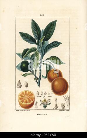 Orange, Citrus aurantium, avec branche, feuille, fleur, mûr et fruit non mûr, et de l'article grâce à ses fruits. Crépi coloriée à la gravure sur cuivre par Junior Lambert d'après un dessin de Ernestine Panckoucke de Chaumeton, Poiret et Chamberet's 'La Flore medicale,' Paris, Panckoucke, 1830. Anne-Ernestine Madame Panckoucke (1784-1860) était un étudiant doué de Pierre-Joseph Redoute et épouse de l'éditeur Panckoucke. Banque D'Images