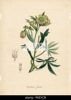 L'hellébore fétide ou fétide, helleborus foetidus. Zincograph coloriée par C. Chabot dessiné par Mlle M. A. Burnett de sa 'Plantae Utiliores : ou des illustrations de plantes utiles,' Whittaker, Londres, 1842. Mme Burnett a appelé l'illustrations botaniques, mais le texte était principalement par son défunt frère, botaniste britannique, Gilbert Thomas Burnett (1800-1835). Banque D'Images