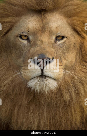 Lion mâle sauvage dans la savane Banque D'Images