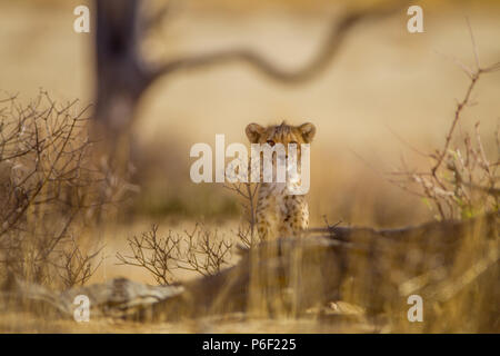 Cheetah Cub Banque D'Images